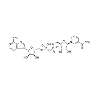 Nicotinamide Adenine Dinucleotide (NAD) CAS 53-84-9