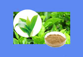 Tea polyphenol CAS 84650-60-2